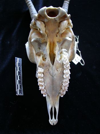 Media type: image;   Mammalogy 61368